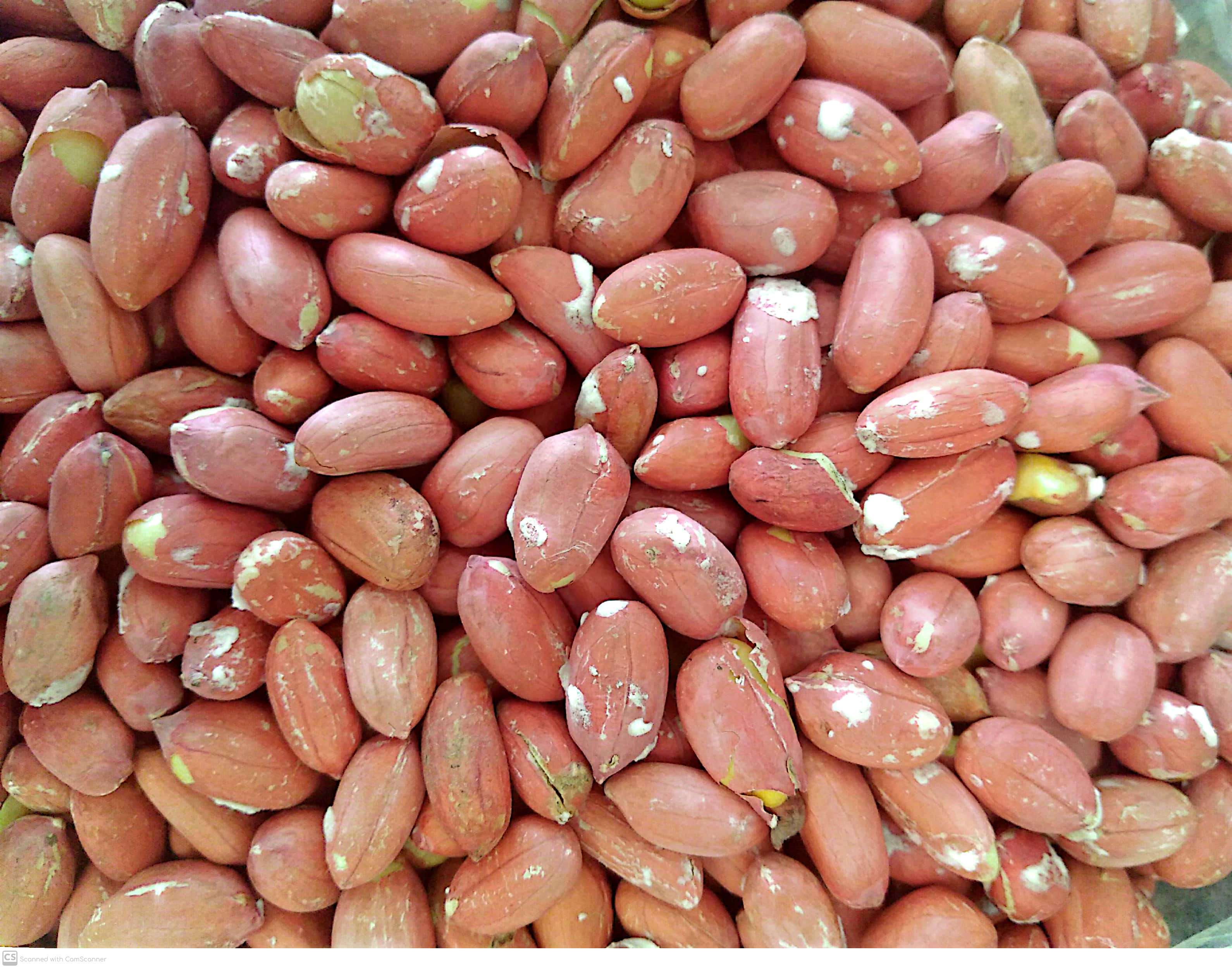 مغز بادام زمینی ایرانی درجه ۱