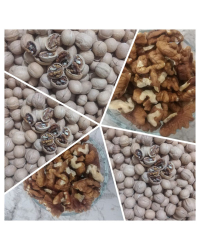 گردو وارداتی