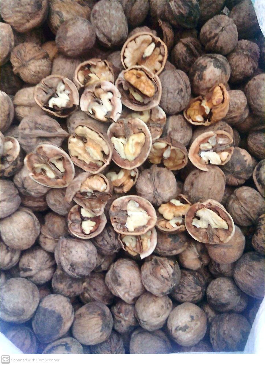 گردو تویسرکان