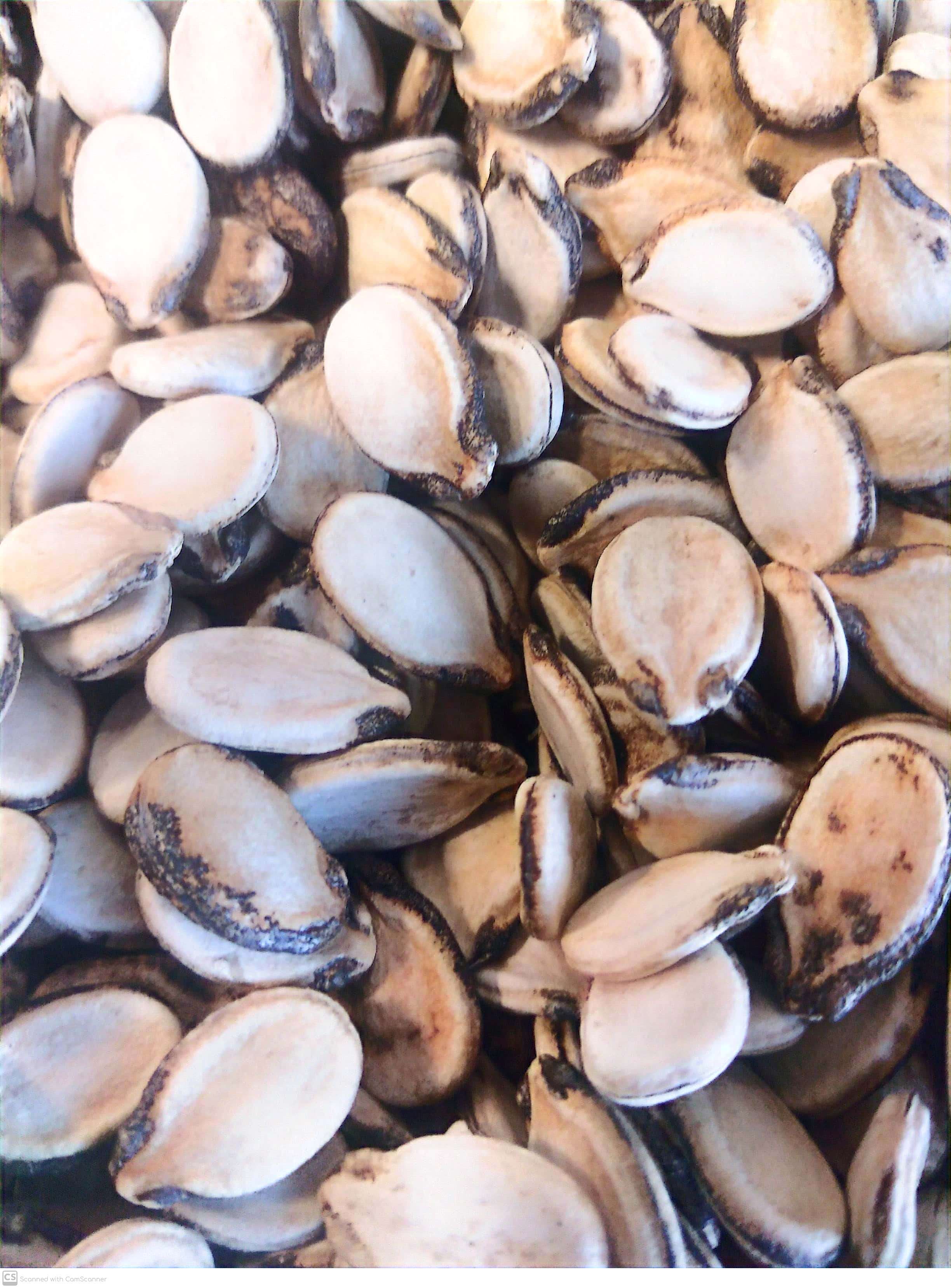 تخمه هندوانه